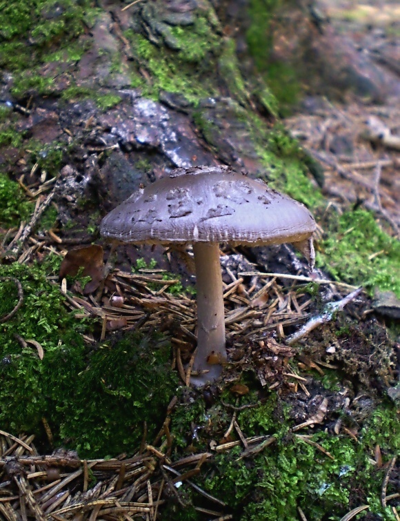 muchotrávka porfýrovosivá Amanita porphyria Alb. & Schwein.