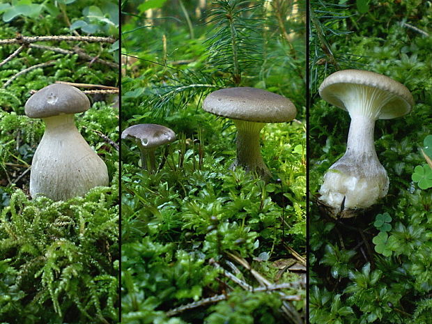 strmuľka kyjakovitá Ampulloclitocybe clavipes (Pers.) Redhead, Lutzoni, Moncalvo & Vilgalys