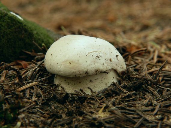 hríb smrekový Boletus edulis Bull.