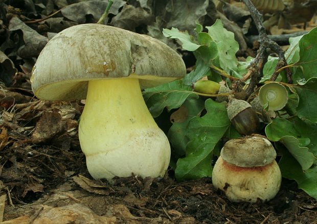 hríb striebristý Butyriboletus fechtneri (Velen.) D. Arora & J.L. Frank