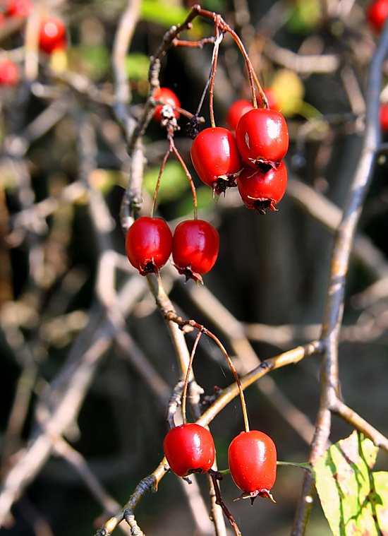 hloh jednosemenný Crataegus monogyna Jacq.