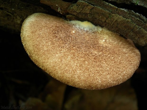 pahliva šafranová Crepidotus crocophyllus (Berk.) Sacc.