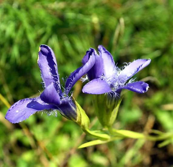 pahorec brvitý Gentianopsis ciliata (L.) Ma