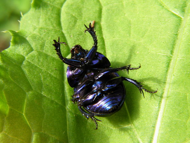 lajniak obyčajný Geotrupes stercorarius