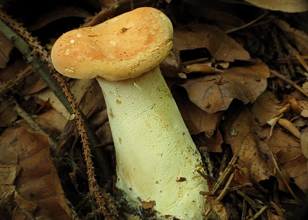 jelenka poprehýbaná Hydnum repandum L.