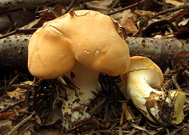 jelenka poprehýbaná Hydnum repandum L.