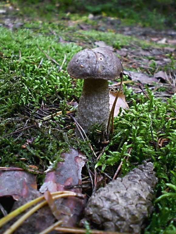 kozák čierny Leccinum melaneum (Smotl.) Pilát & Dermek