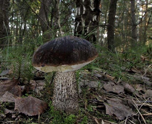 kozák brezový Leccinum scabrum (Bull.) Gray