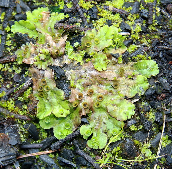 porastnica  Marchantia polymorpha