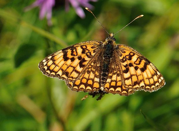 hnedáčik nevädzový Melitaea phoebe