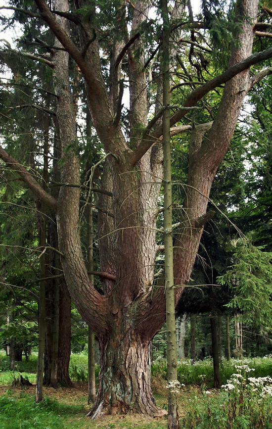 borovica lesná Pinus sylvestris L.