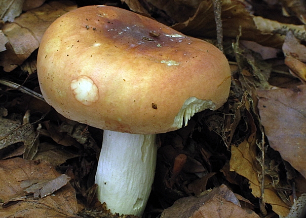 plávka Russula sp.