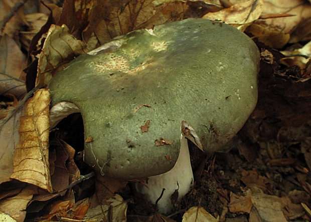 plávka Russula sp.