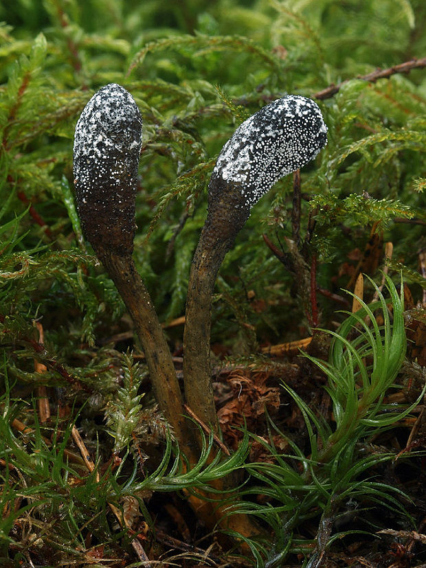 žezlovka srnková Tolypocladium ophioglossoides (J.F. Gmel.) Quandt, Kepler & Spatafora