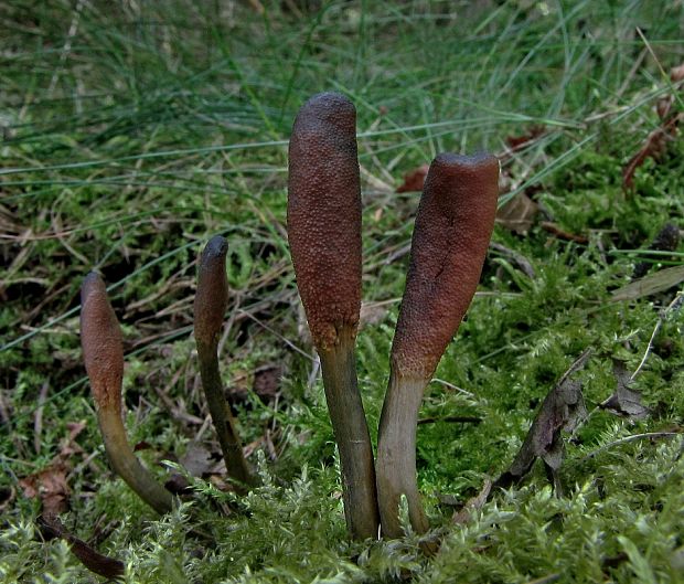 žezlovka srnková Tolypocladium ophioglossoides (J.F. Gmel.) Quandt, Kepler & Spatafora