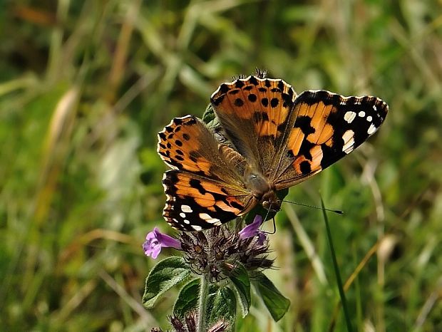 babôčka bodliaková Vanessa cardui