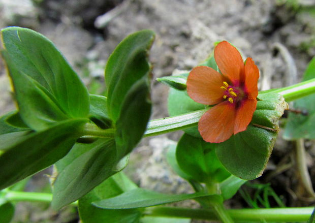 drchnička roľná Anagallis arvensis L.