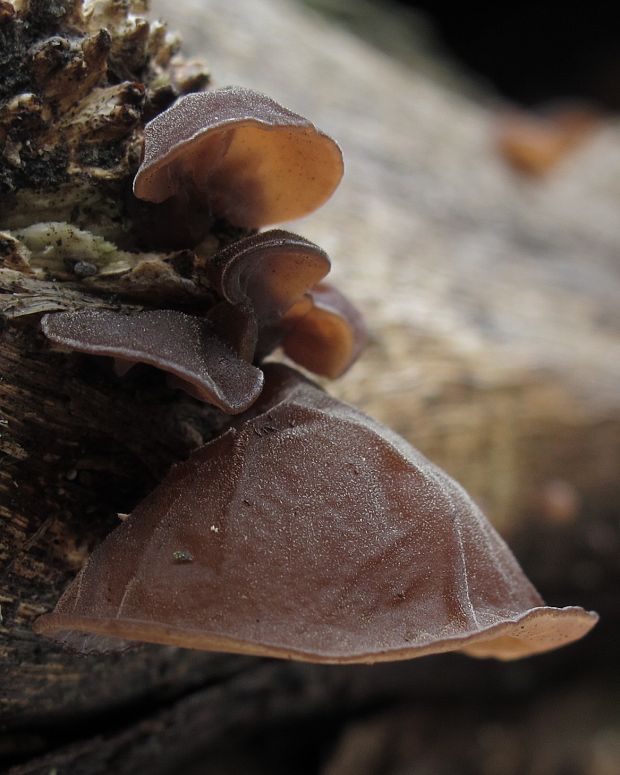 uchovec bazový Auricularia auricula-judae (Bull.) Quél.