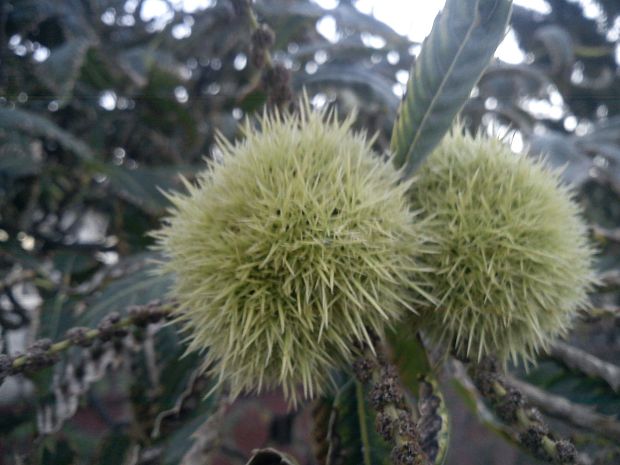 gaštan jedlý Castanea sativa Mill.