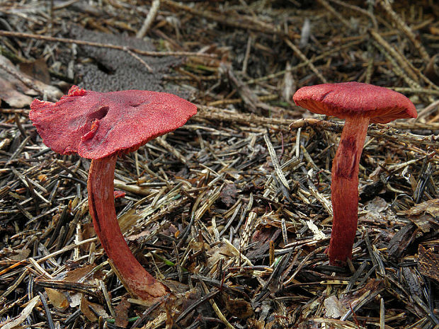 pavučinovec krvavý Cortinarius sanguineus (Wulfen) Fr.