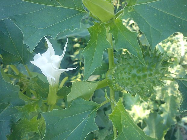 durman obyčajný Datura stramonium L.