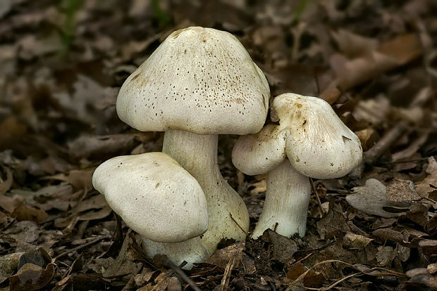 hodvábnica veľká Entoloma sinuatum (Bull.) P. Kumm.