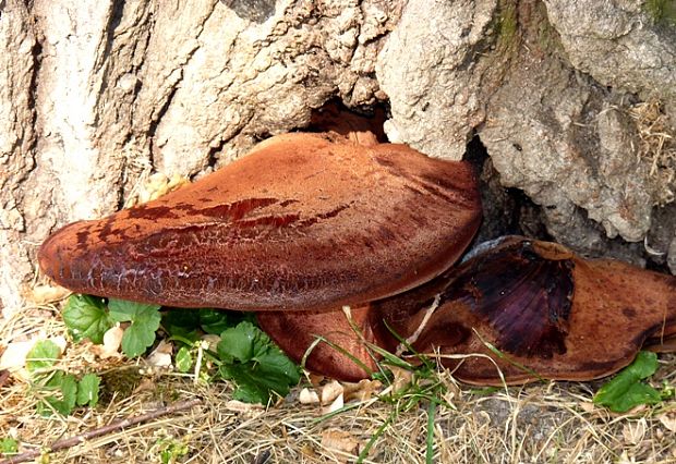 pečeňovec dubový Fistulina hepatica (Schaeff.) With.