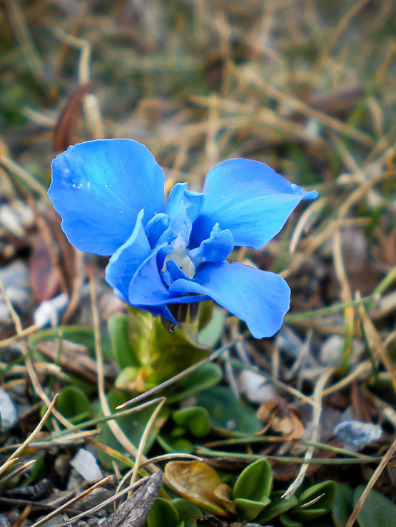 horec triglavský Gentiana terglouensis Hacq.