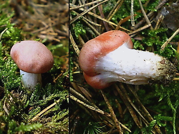 sliziak ružový Gomphidius roseus (Fr.) Oudem.