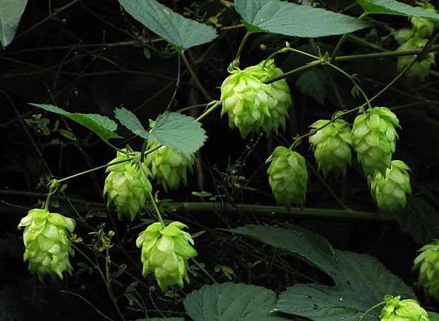 chmeľ obyčajný Humulus lupulus L.