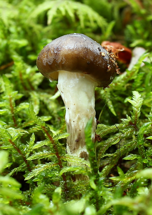 šťavnačka olivovohnedá Hygrophorus olivaceoalbus (Fr.) Fr.