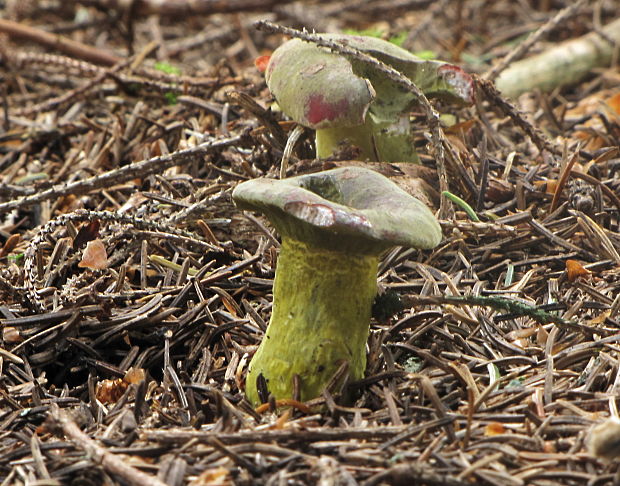 hubožer zelený Hypomyces viridis P. Karst.