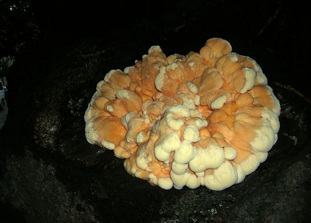 sírovec obyčajný Laetiporus sulphureus (Bull.) Murrill