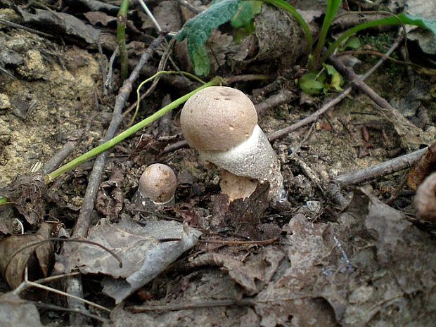 kozák topoľový Leccinum duriusculum (Schulzer ex Kalchbr.) Singer