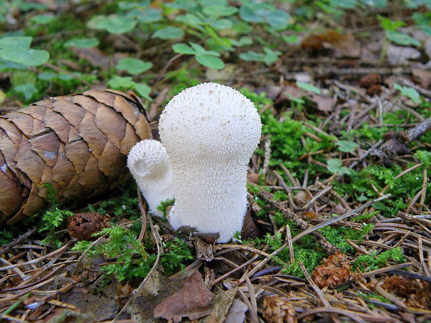 prášnica bradavičnatá Lycoperdon perlatum Pers.