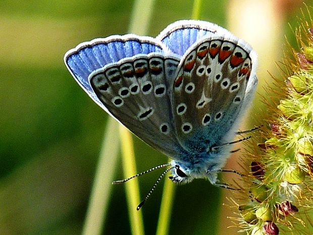 modráčik obyčajný Polyommatus icarus