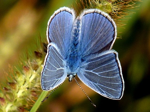 modráčik obyčajný Polyommatus icarus