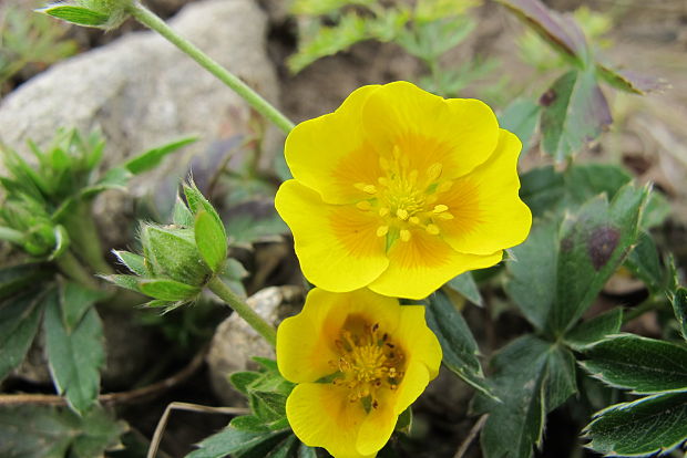 nátržník zlatý Potentilla aurea L.