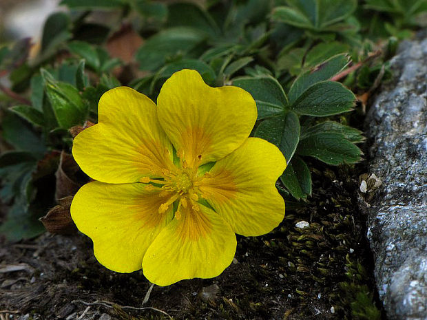 nátržník  Potentilla sp.