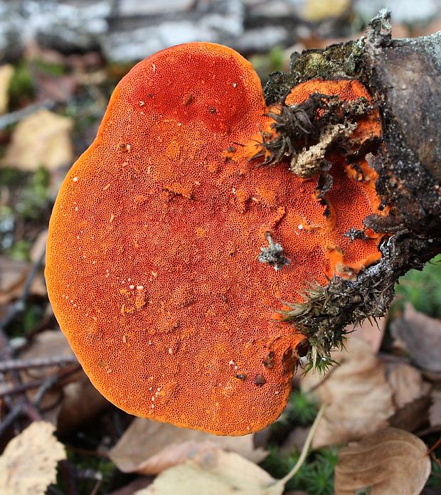 červenica rumelková Pycnoporus cinnabarinus (Jacq.) P. Karst.