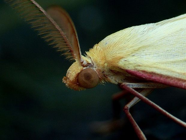 piadica stavikrvová Rhodometra sacraria Linnaeus, 1767