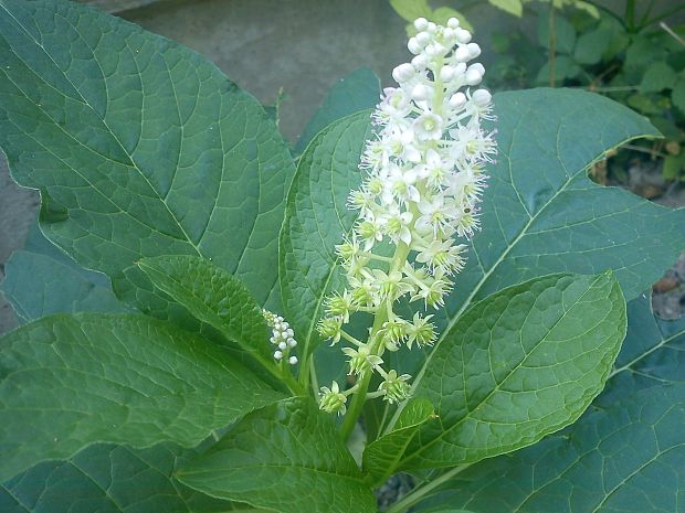 líčidlovka jedlá Sarcoca esculenta (Van Houtte) Skalický