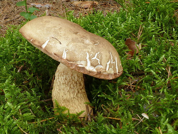 podhríb žlčový Tylopilus felleus (Bull.) P. Karst.