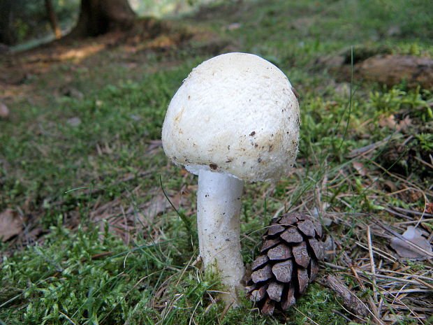 pečiarka Agaricus sp.