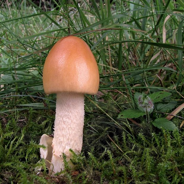 muchotrávka oranžová Amanita crocea (Quél.) Singer