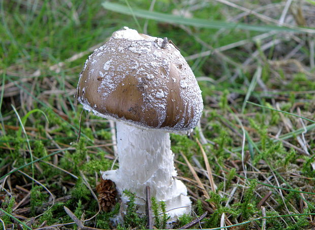 muchotrávka hrubá Amanita excelsa (Fr.) Bertill.