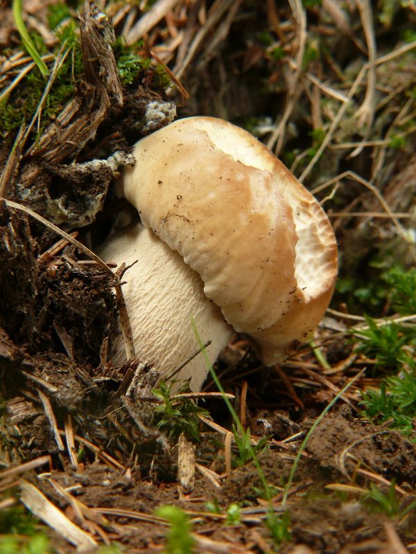 hríb smrekový Boletus edulis Bull.