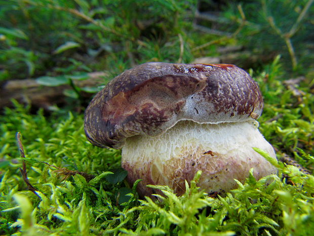 hríb sosnový Boletus pinophilus Pil. et Dermek in Pil.