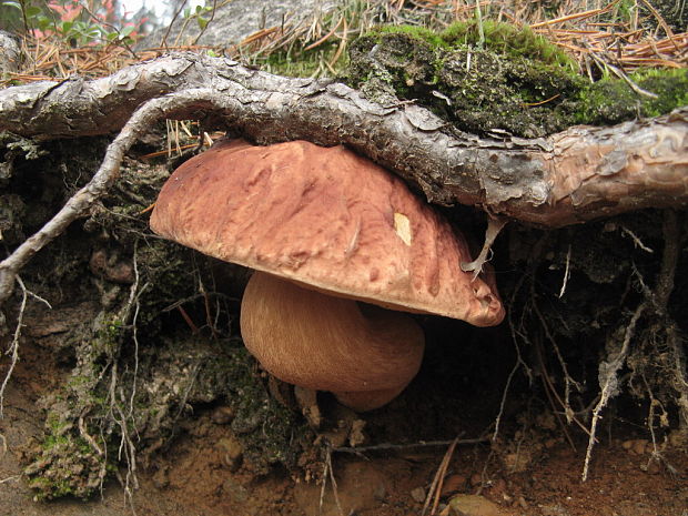 hríb sosnový Boletus pinophilus Pil. et Dermek in Pil.