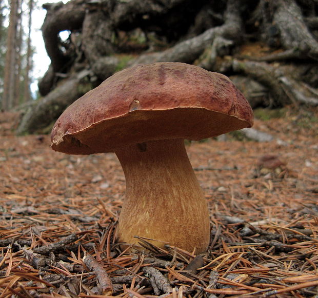 hríb sosnový Boletus pinophilus Pil. et Dermek in Pil.